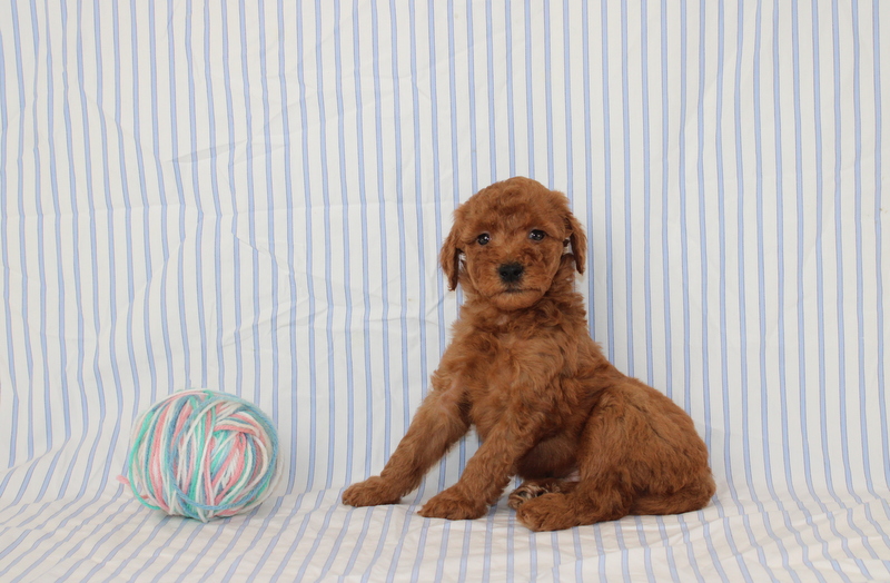 puppy, for, sale, Mini F1B Golden Doodle, Matthew B. Stoltzfus, dog, breeder, Gap, PA, dog-breeder, puppy-for-sale, forsale, nearby, find, puppyfind, locator, puppylocator, aca